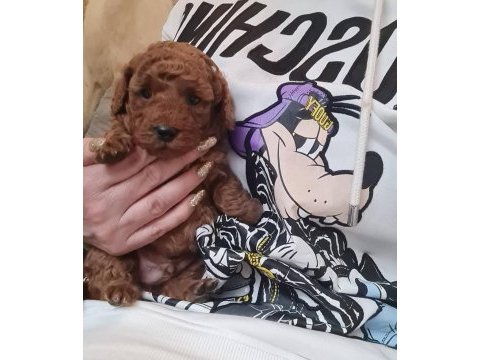 Toy poodle yavru veteriner kontrollü
