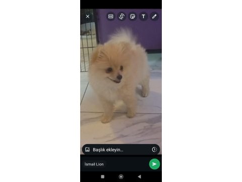 Sağlıklı pomeranian yavrular