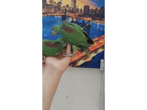 Bebek alexander papağanı