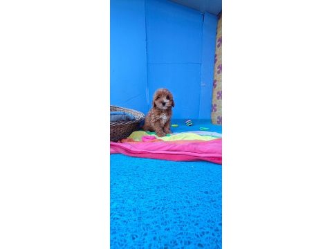 İnanılmaz güzellikte maltipoo yavrular