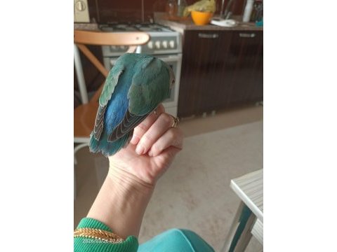 El besleme yavru sevda papağanı
