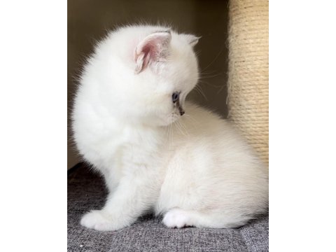 British shorthair yavruları