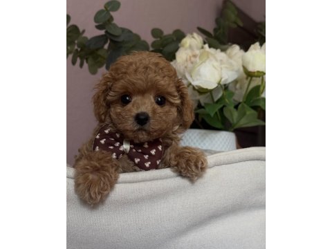 Apricot toy poodle bebekler
