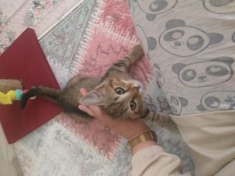 3 aylık tekir kedimiz