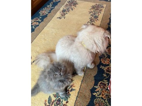 Scottish fold bebek