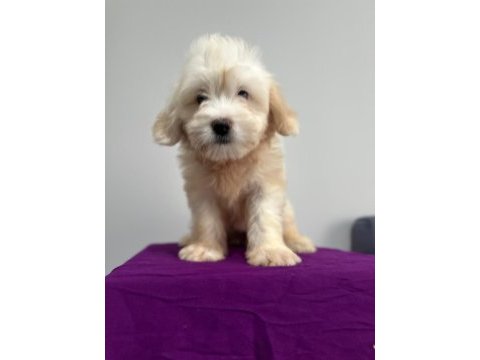 Maltipoo yavrum 55 günlük