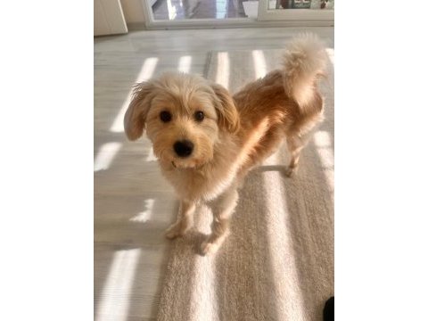 Ücretsiz takip şartlı maltipoo sahiplendirme