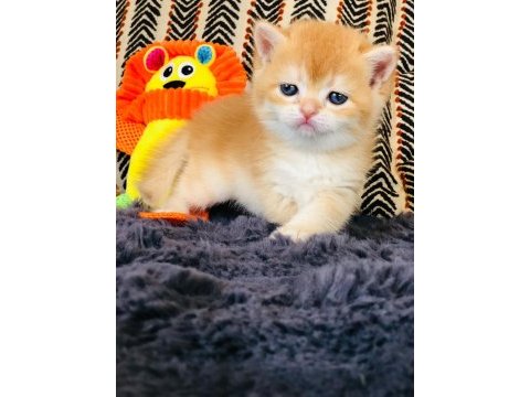 A kalite british shorthair golden yavrular