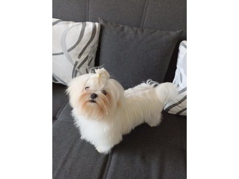 Şecereli kore maltese
