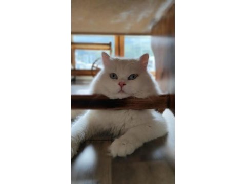 Kızanda dişi kedinize talibiz