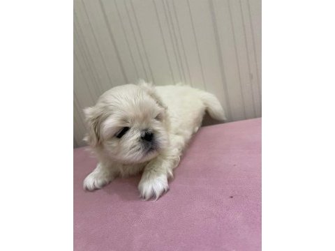 Maltipoo köpeğimiz süslü yeni ailesini arıyor eğitimli