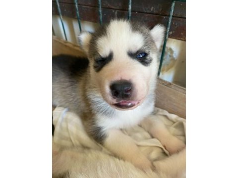 Uyguna sibirya kurdu husky bebekleri