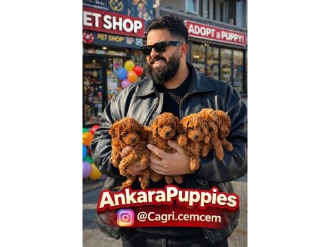 Çağrı çemçem in sizin için seçtiği yavrular 