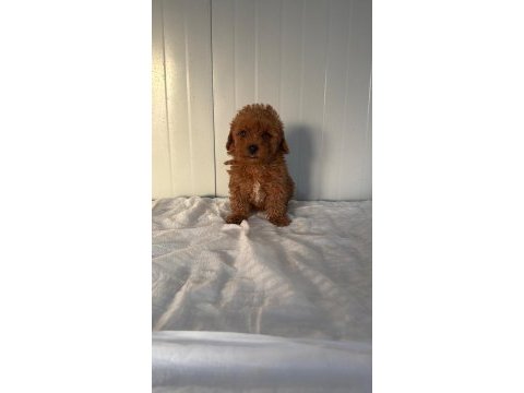 Dişi toy poodle minik tatlılık