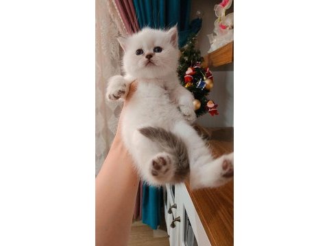 Kalite british shorthair scottish fold yavrular hazır