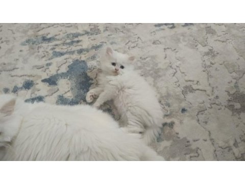 Beyaz mavi gözlü chinchilla