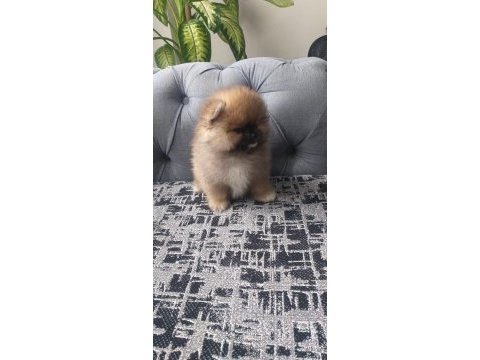 Pomeranian bebekler