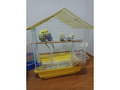 Satılık muhabbet kuşları ve ekipmanlar