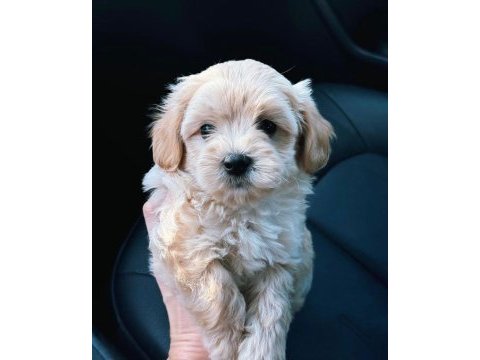 Üst kalite maltipoo yavrularım