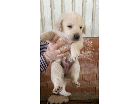 Safkan akbaşlar