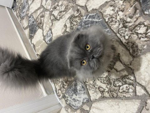 Yavrumun yavrusu british longhair