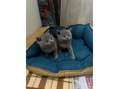 British shorthair torunlarımız yuvasını arıyor