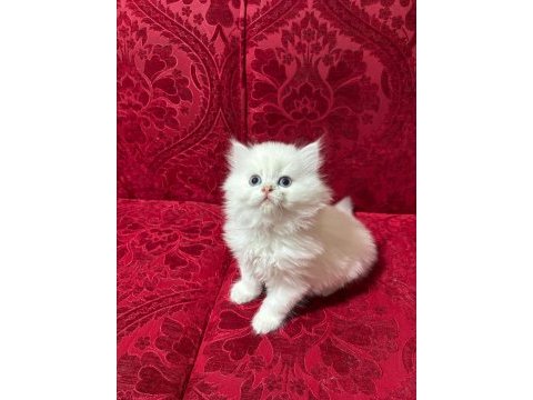 Safkan ırk sağlık garantili british longhair