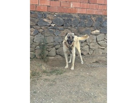 Safkan temiz damar köpeğimiz