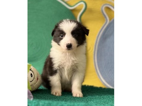 Zeka küpü border collie yavrular