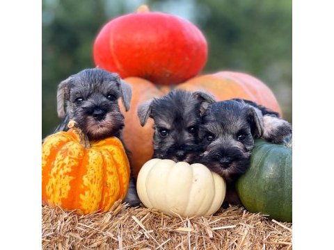 Fcı secereli miniatute schnauzer yavruları