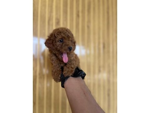 Toy poodle bebekler referans yavru