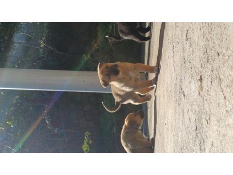 Yavrular kangal ve kurt tarzı köpeğin yavrularıdır