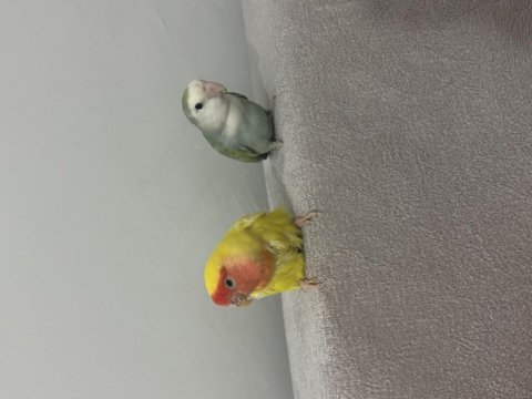 Sevda papağanı bir yaşında eş kafes ile birlikte