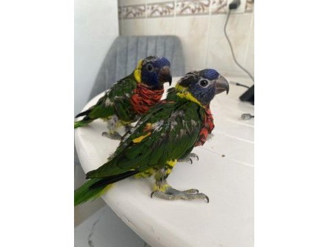 Gökkuşağı lori takım yavru garantili