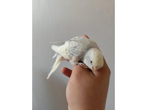 Yavru ve 3 aylık muhabbet kuşları