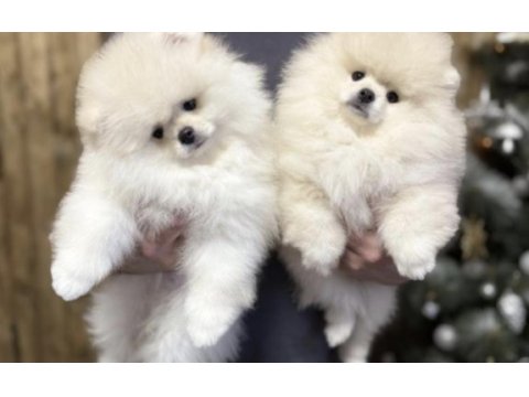Pomeranian boo eğitimli