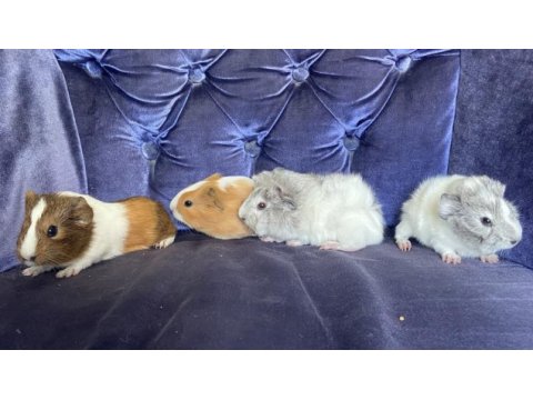 Sevimli ginepig yavrularımız