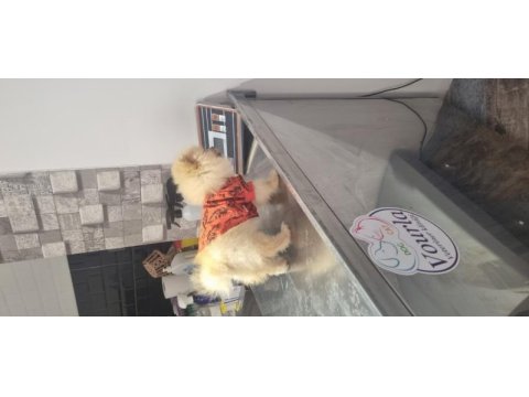 5 aylık erkek pomeranian
