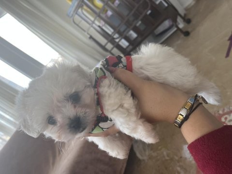 Korekan maltese terrier