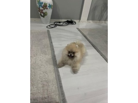 4 aylık dişi pomeranian boo