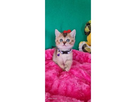 British shorthair
