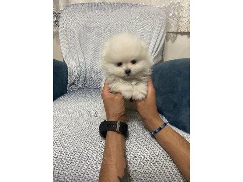 Pomeranian boo bebekler