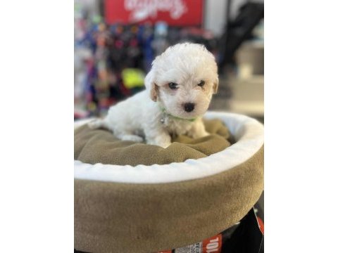 Biblo güzelliğinde teacup maltipoo