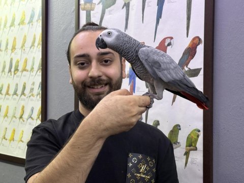 Jumbo boy 200 kelime konuşan evcil jako