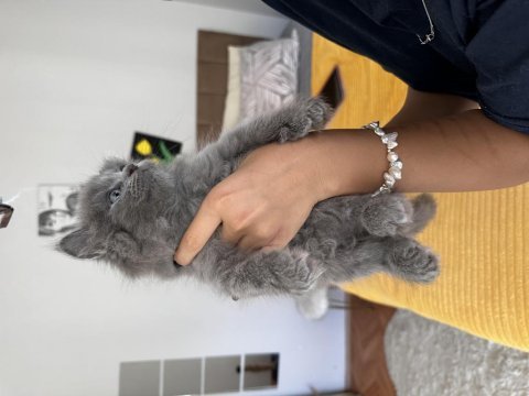 British shorthair