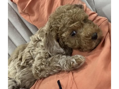 2.5 aylık toy poodle