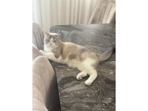 Kedimizi ücretsiz olarak sahiplendirme