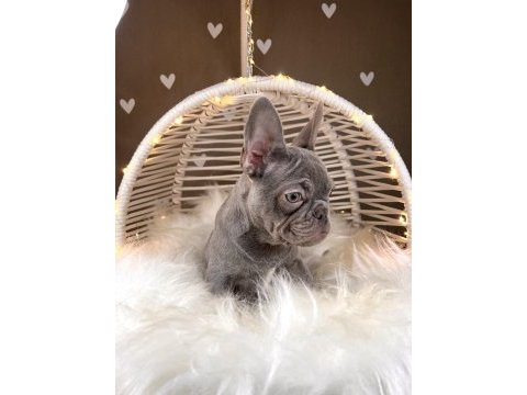 Renkli gözlü exotic french bulldog yavrularım