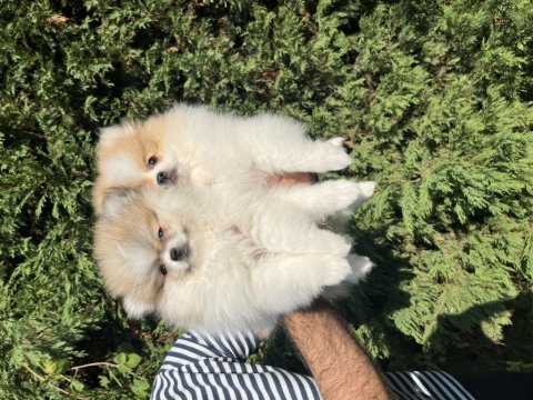 Ayı surat pomeranian boo kaliteli yavrular