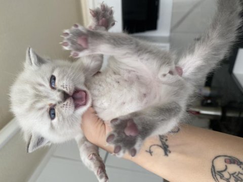 Yeni yuvalarına hazır british shorthair yavrular